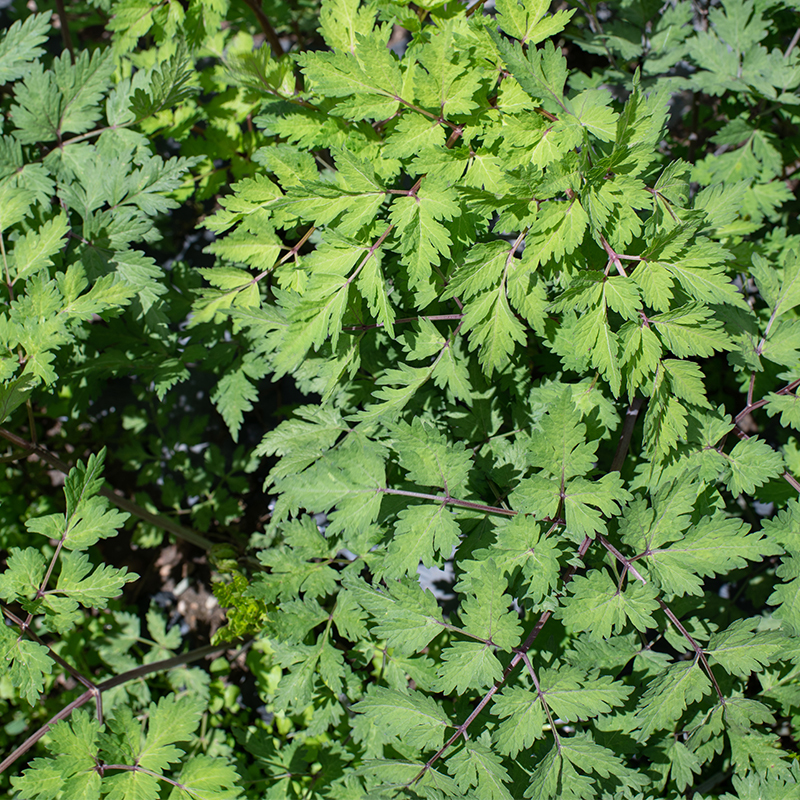 Dried Herbs Angelica Sinensis Dang Gui For Activating Blood Circulation