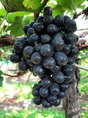 Black Grapes