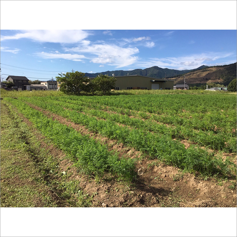 Natural Carrot Juice