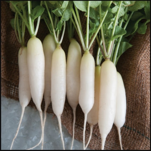 ताजा मूली