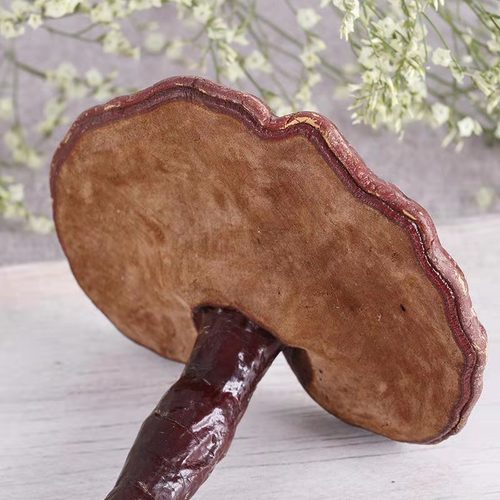 Glossy Producto De Salud Ganoderma Excellium Pioir Lingzhi Ganoderma Lucidum