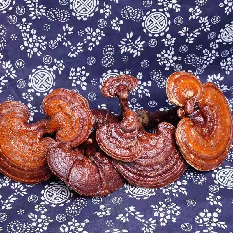Glossy Producto De Salud Ganoderma Excellium Pioir Lingzhi Ganoderma Lucidum