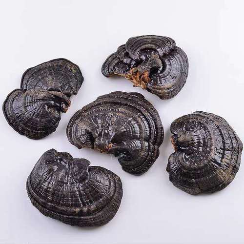 Free Samples Price Ganoderma Lucidum Organo Gold Ganoderma Lucidum