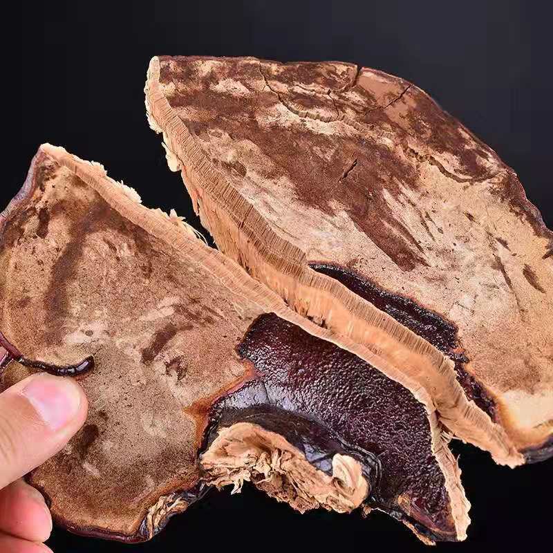 Free Samples Price Ganoderma Lucidum Organo Gold Ganoderma Lucidum