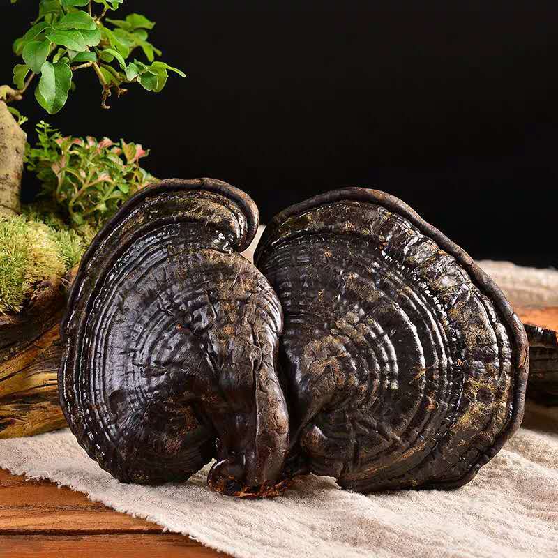 Free Samples Price Ganoderma Lucidum Organo Gold Ganoderma Lucidum