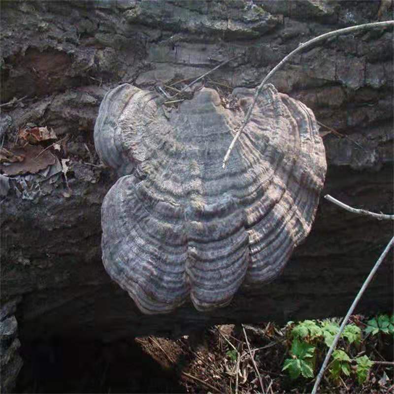 Free Samples Price Ganoderma Lucidum Organo Gold Ganoderma Lucidum