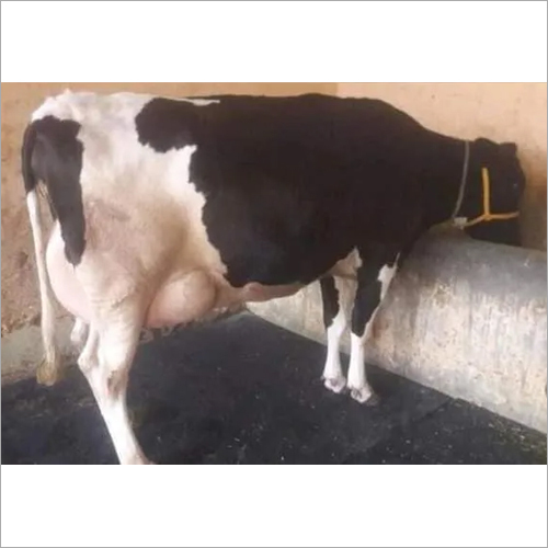 व्हाइट एंड ब्लैक हाई यील्ड एचएफ काउ