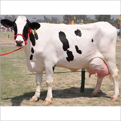 व्हाइट एंड ब्लैक लाइवस्टॉक एचएफ काउ