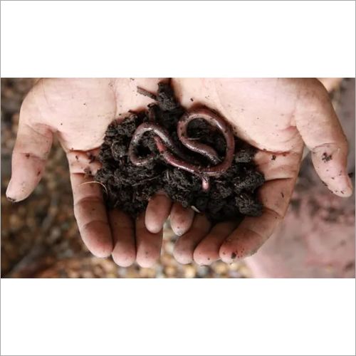 Earth Worm Application: Agriculture