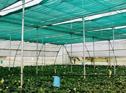 Shade Net - 100% Virgin Hdpe, 50x3 Meter, Green | Uv Stabilized, Durable, Easy To Install, Prevents Algal Growth & Protects Fish Tanks