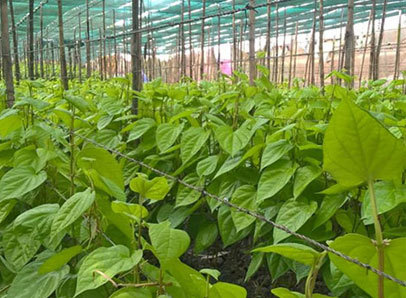 Shade Net - 100% Virgin Hdpe, 50x3 Meter, Green | Uv Stabilized, Durable, Easy To Install, Prevents Algal Growth & Protects Fish Tanks