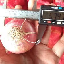 Fresh Red Onion - All Grades, Small, Medium, Large Sizes | Fresh Texture, Rich Red Color, Sourced From Trustworthy Vendors