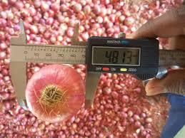 Fresh Red Onion - All Grades, Small, Medium, Large Sizes | Fresh Texture, Rich Red Color, Sourced From Trustworthy Vendors