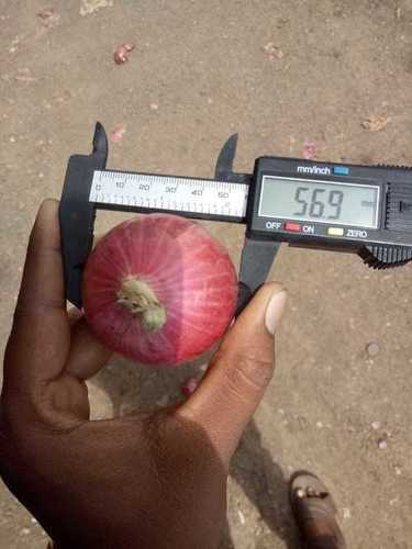 Fresh Red Onion - All Grades, Small, Medium, Large Sizes | Fresh Texture, Rich Red Color, Sourced From Trustworthy Vendors