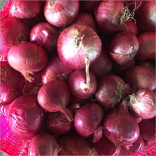 Onion