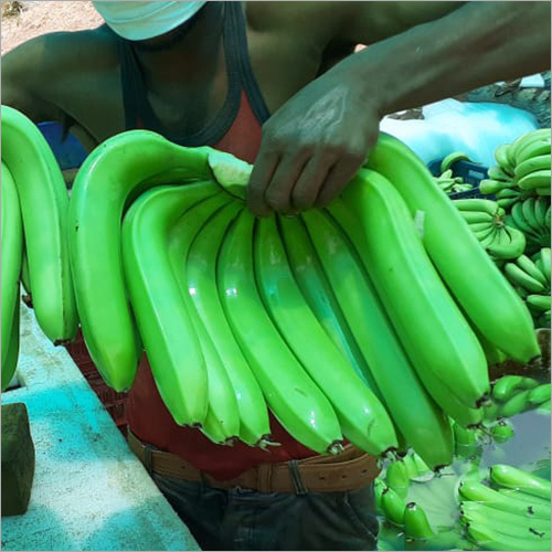 Green Cavendish Banana