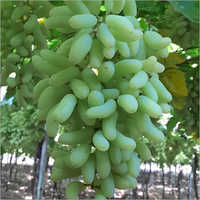 Super Sonaka Grapes