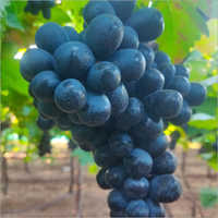ब्लैक जंबो ग्रेप्स