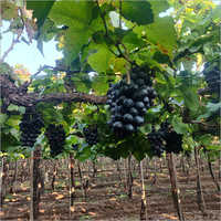 ब्लैक ग्रेप्स