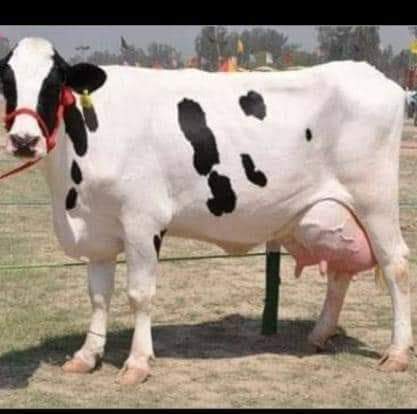 Pure Hf Cow - 30 To 40 Liters Production Capacity | Adult White Hf Holstein-friesian Breed, 450 Kg Weight, Ideal For Commercial Use
