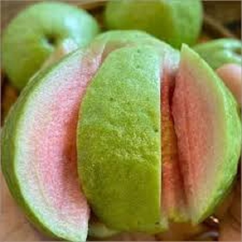 Taiwan Pink Guava Plant Age Group: Suitable For All