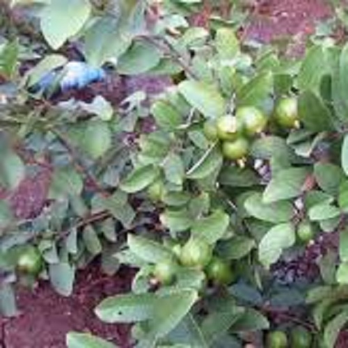 Taiwan Pink Guava Plant Age Group: Suitable For All