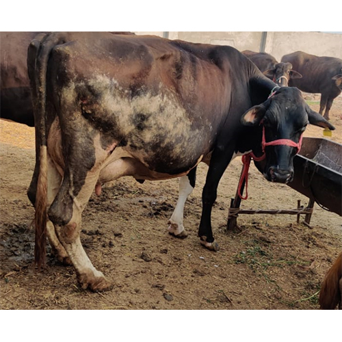 व्हाइट एचएफ काउ न्यू स्टॉक