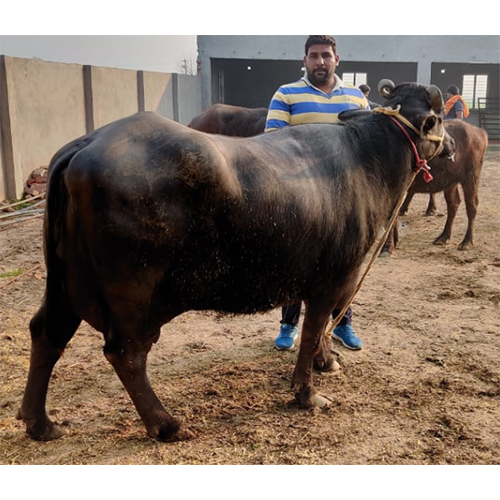 काली _शुद्ध मुर्रा भैंस