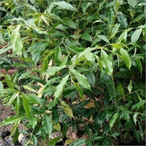 कैरोलिना कोच प्लांट