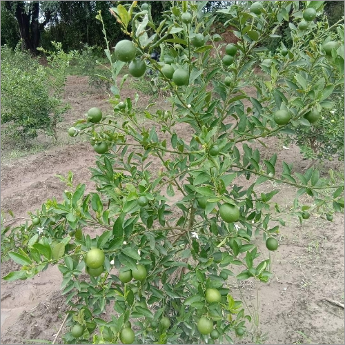 बीज रहित नींबू का पौधा