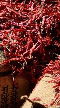 लाल सूखी मिर्च- तेजा
