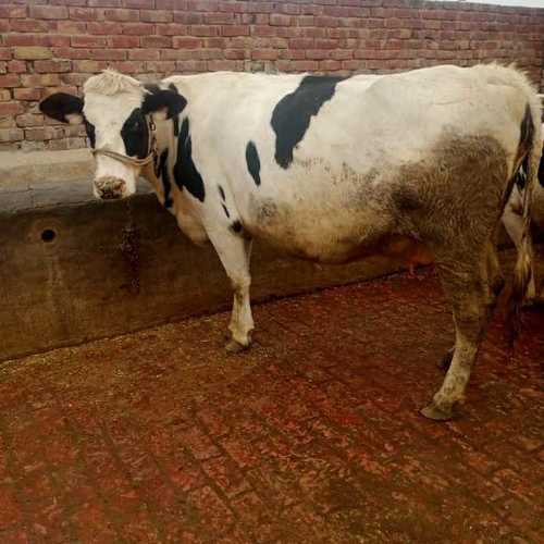 Holstein Friesian Cow - 450 kg Adult Livestock | High-Quality Milk, Nutritious Veal, Crossbred with Beef Breeds, Smooth White and Black Coat