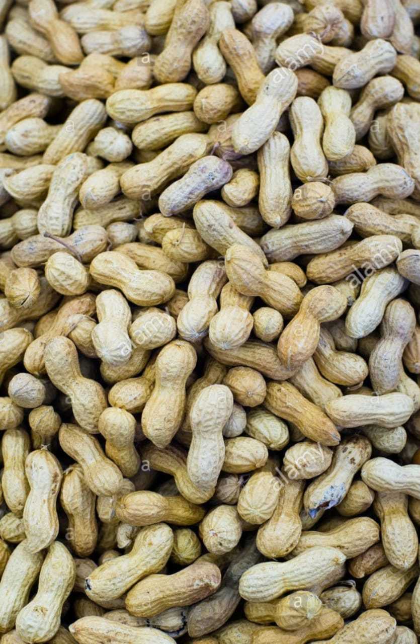 Organic Shelled Groundnut Grade: A
