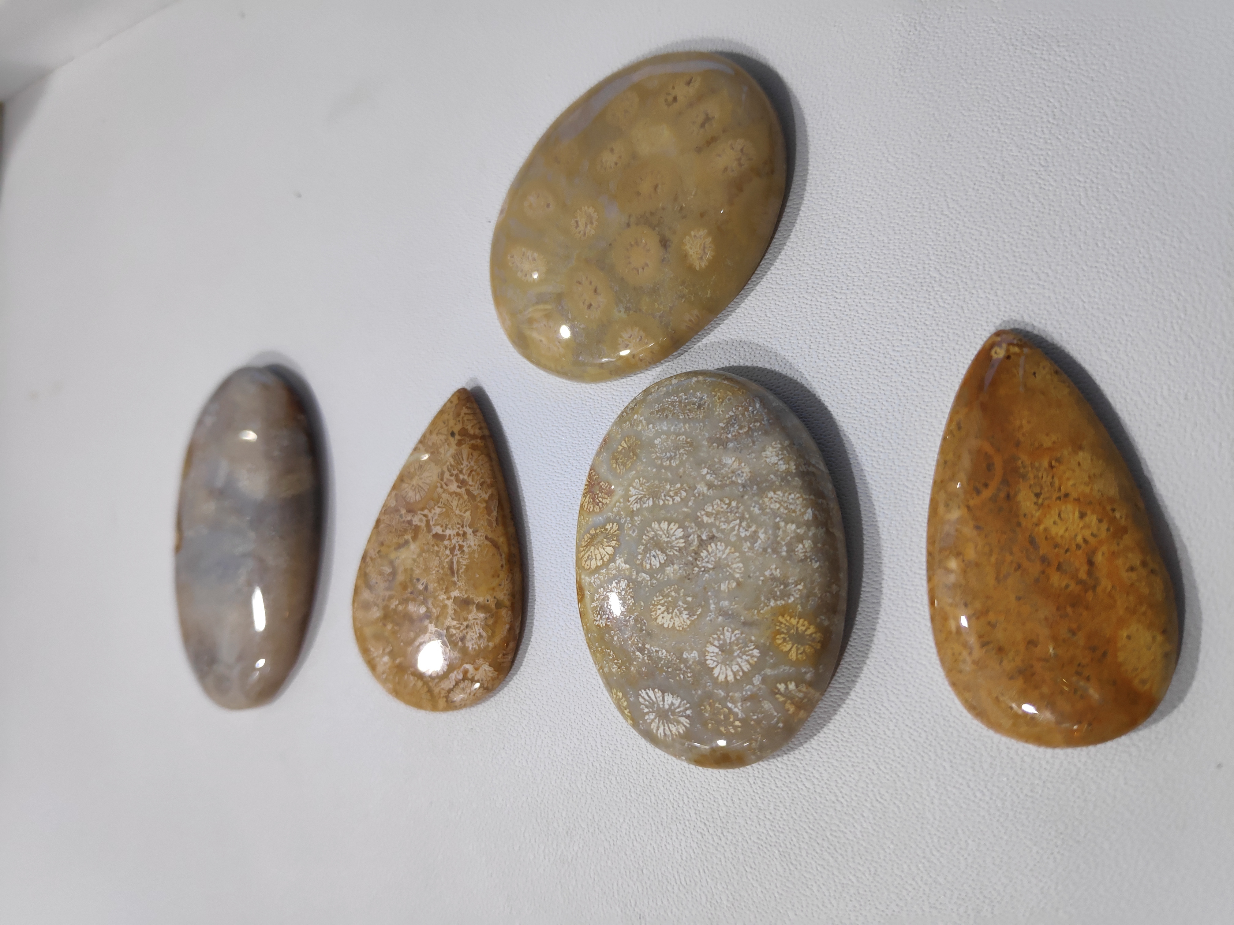 Fossil Coral