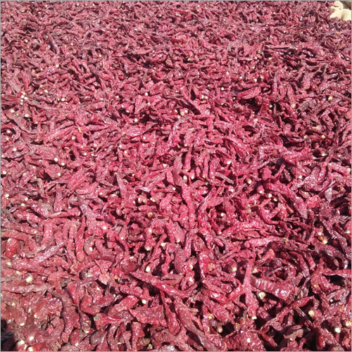 2043 Sygenta Steamless Chilly