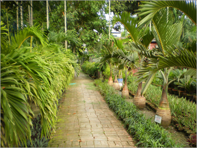 लाइव आउटडोर प्लांट