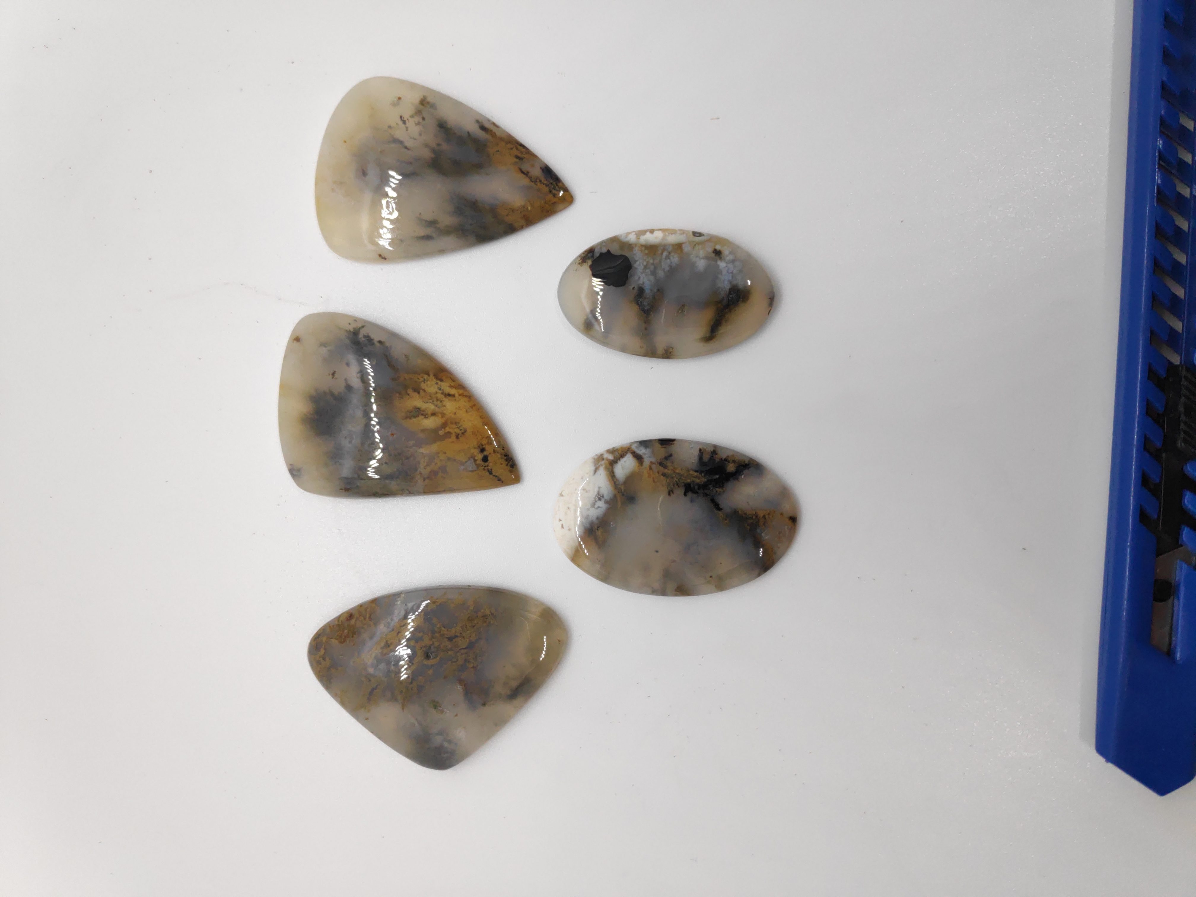 Denrite Tiger Caboshon