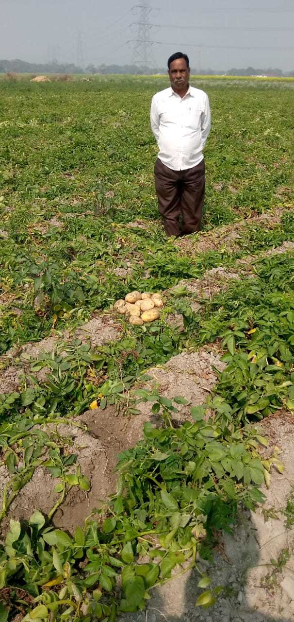 Fresh Potato - Russet Variety, 100-200g Average Weight, Light Brown Color, Firm Texture, 70-80% Moisture Content | Affordable, Fresh, High-quality, Nutritious, Versatile