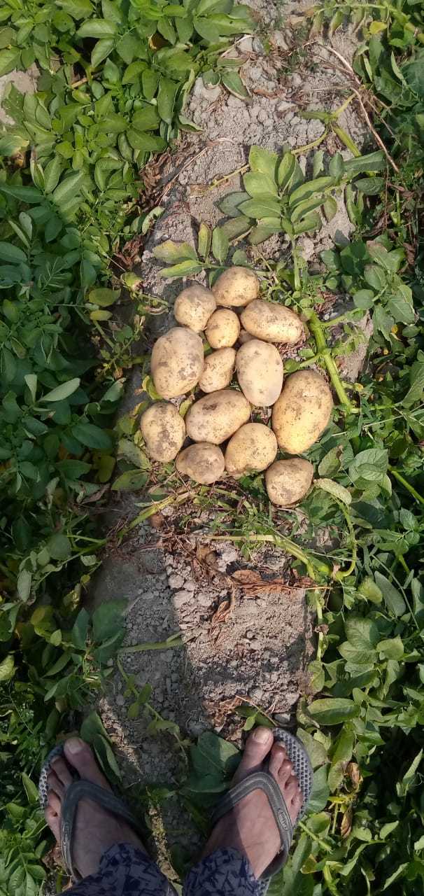 Fresh Potato - Russet Variety, 100-200g Average Weight, Light Brown Color, Firm Texture, 70-80% Moisture Content | Affordable, Fresh, High-quality, Nutritious, Versatile