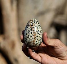 डेलमेटियन जैस्पर एग