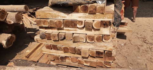 बबूल आकाशमोनी