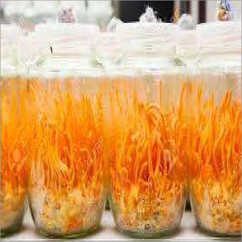 कोड्रीसेप्स मिलिट्री कैप्सूल आयु वर्ग: वयस्कों के लिए