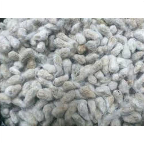 Organic White Cotton Seed