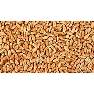 Organic Natural Wheat Seed