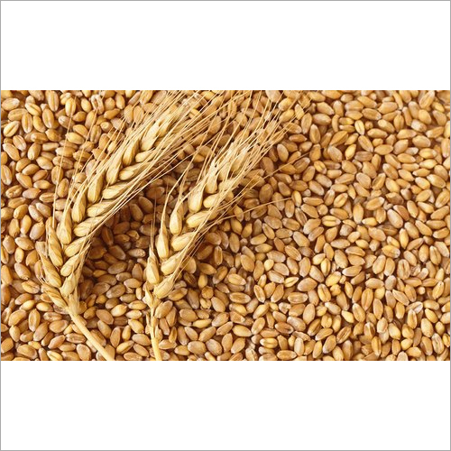 Organic Natural Wheat Seed