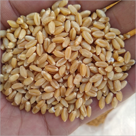 ORGANIC SHARBATI WHEAT - Dried, Organic Cultivation Type | Naturally Sourced Whole Grain for Authentic Culinary Delights
