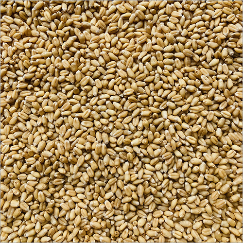 Sharbati Wheat