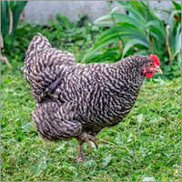 Sasso Breed Chicken