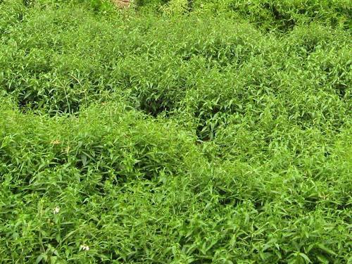 Andographis Paniculata Dry Extract