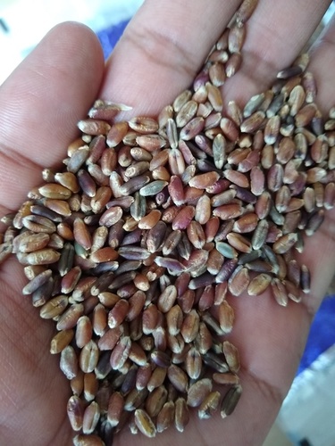 Whole Wheat - Black Color | Nutrient-Rich Flour for Elevated Baking